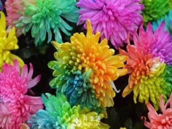 新品推薦彩虹菊，色彩鮮艷，如何養(yǎng)護繁殖