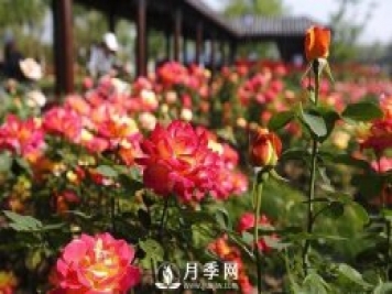 自己動(dòng)手學(xué)月季花剪枝，一步一步修，新手也能做得好