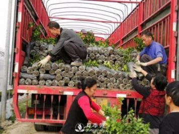 苗木運輸這樣搞，才能省錢