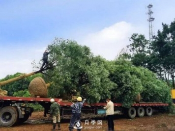 苗木旺季，想掙穩(wěn)當錢，苗木物流運輸很重要