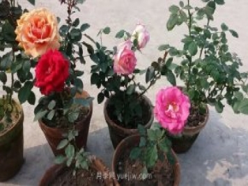 盆栽月季度夏養(yǎng)護手冊，病蟲害防治和促花技巧