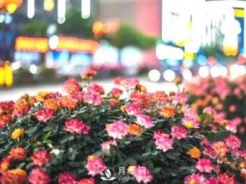 月季在小區(qū)內(nèi)打造景觀，真的太美了太高檔了！