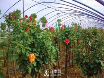 南陽樹狀月季怎么培育，南陽月季樹有什么特點(diǎn)
