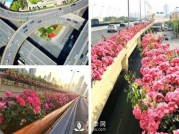 月季園林大觀，月季扮靚各大城市！