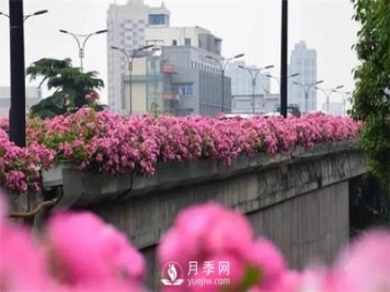 100余萬株月季引進，2020年太原市將變身玫瑰之都