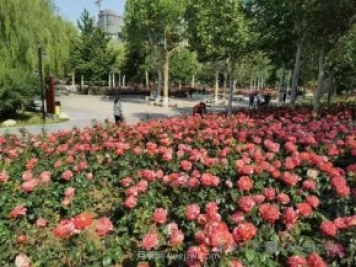 石家莊東環(huán)公園的月季正值盛花期，快來打卡