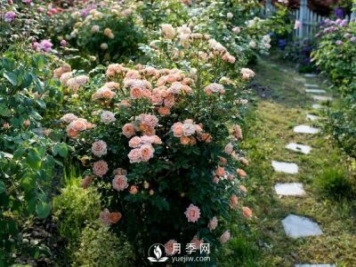 月季在節(jié)日景觀中的運用