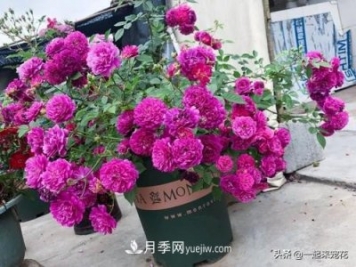 新年養(yǎng)盆香水月季，花朵香飄滿屋，陽臺盆栽佳品