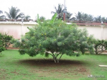 園林綠化是國(guó)家戰(zhàn)略，利潤(rùn)很高，了解行業(yè)標(biāo)準(zhǔn)財(cái)富滾滾來(lái)