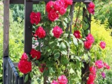 養(yǎng)月季花要會修剪，花朵彩繪越來越多