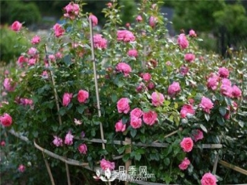 適宜在居室內(nèi)栽種的花卉植物，月季能吸收有害氣體
