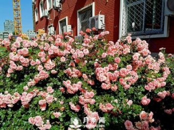 蔬菜花卉研究所喜添9個月季菊花新品種