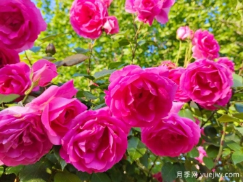 新手也能養(yǎng)好月季花，養(yǎng)好月季的5個簡單步驟