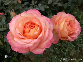 養(yǎng)月季怕什么？