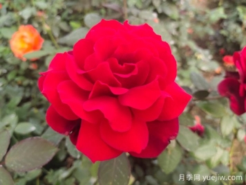 新手如何養(yǎng)好月季花？