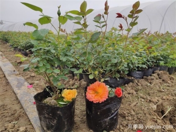 春天月季長出這3種枝條，趁早處理，晚了小心沒花看！