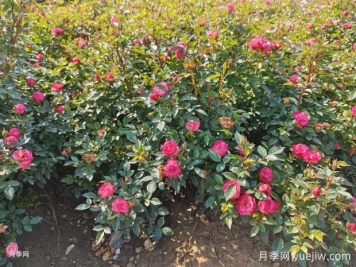 怎樣才能讓月季開更多的花嗎？花芽分化后怎么施肥？