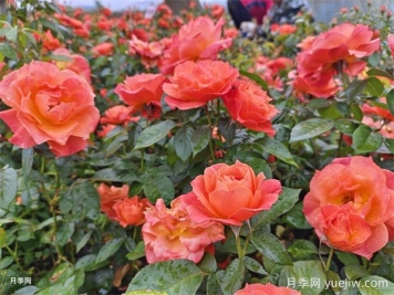 精心養(yǎng)護(hù)月季花，全方位呵護(hù)指南