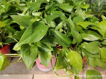 5種旺宅花，便宜好養(yǎng)，寓意吉利