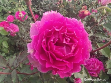 天方夜譚月季，讓陽臺(tái)芬芳四溢