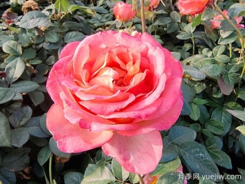 月季花與生活：色彩盛宴，點綴生活美好