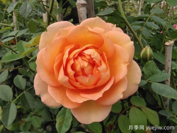 推薦6種經(jīng)典的月季花，多年經(jīng)驗分享精選盆花