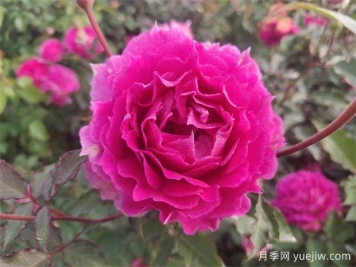 天方夜譚月季，四季開花，濃香耐熱又耐寒