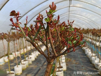 春天月季怎么養(yǎng)護，才能多開花？
