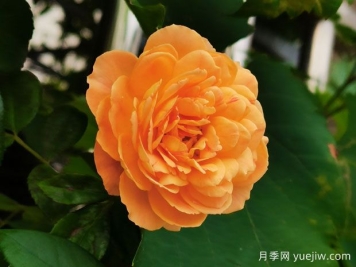 超級(jí)簡(jiǎn)單，不用藥就能預(yù)防月季紅蜘蛛