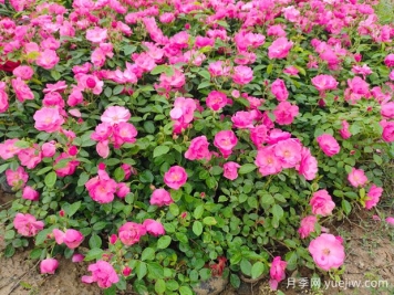月季怎么養(yǎng)才能開花多？