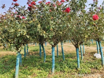春秋兩季移植月季樹樁，哪個成活率更高？