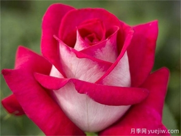 莫妮卡貝魯奇月季，顏值出眾，復(fù)花奇快