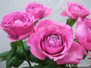 懷舊優(yōu)雅月季，濃香抗病的大花月季