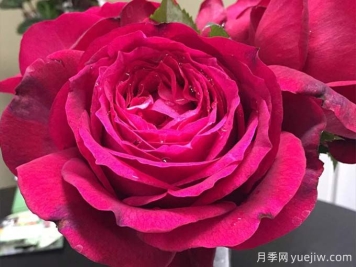 詹尼斯月季，又大又香的大紅大花
