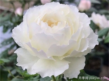 心之水滴月季，濃香大花月季的養(yǎng)護(hù)指南