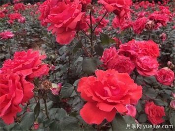月季花的詳細(xì)介紹，月季花對人體有哪些好處呢？
