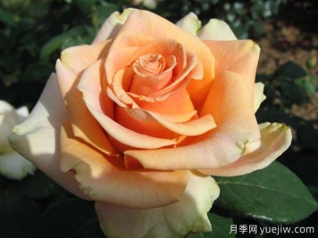 10種以人物命名的月季，每一種都能驚艷到你