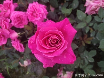 一朵月季花，10種吃法，11種病皆可治療