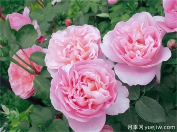 舍農(nóng)索城堡的女人月季，愛上她理由很多