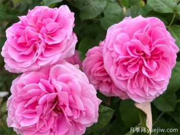 格特魯?shù)陆芑鶢栐录?，花艷香濃，花期長抗病強(qiáng)