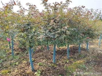 秋分將至，苗木栽植技巧請(qǐng)注意