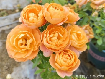哪些月季花開花時間長？這5款月季品種花期超長