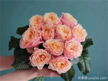 溫柔珊瑚心月季，花色獨(dú)特且勤花