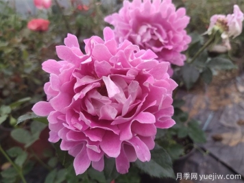 夢(mèng)幻褶邊月季，獨(dú)特花型，香氣四溢