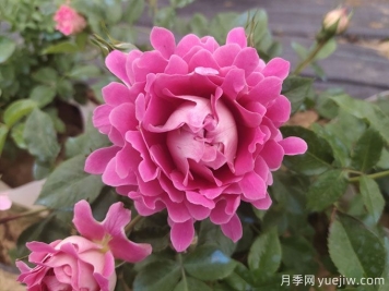夢(mèng)幻褶邊月季，花量大會(huì)變色的藤本月季品種