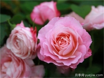 海神王陽臺(tái)月季，花型優(yōu)雅花色艷麗