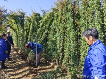 想讓藤本月季快速開滿墻，秋季應(yīng)該如何做？