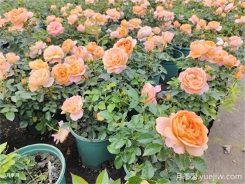 夏季養(yǎng)月季的常見問題，幫月季安全度夏