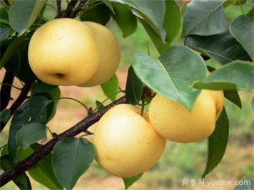 院子里種植什么果樹好？
