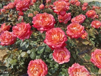養(yǎng)花的15個(gè)正確姿勢(shì)，讓你成為養(yǎng)花達(dá)人
